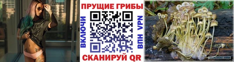 Псилоцибиновые грибы Psilocybe  где купить наркотик  Самара 